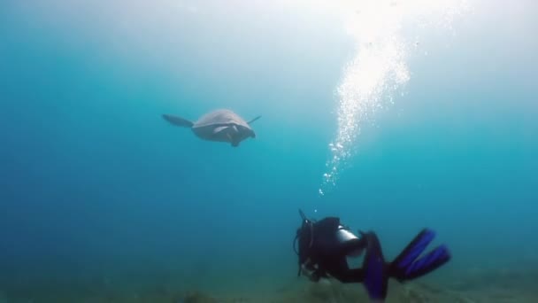 Green Sea Turtle nadando en el mar con Remora Fish en busca de comida . — Vídeos de Stock