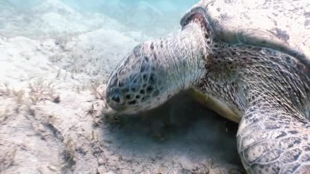 Tortue de mer verte nageant en mer avec Remora Fish à la recherche de nourriture . — Video