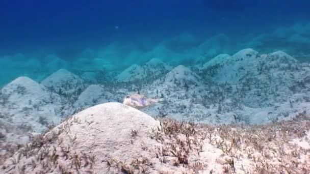 Grüne Meeresschildkröte schwimmt im Meer mit remora Fischen auf der Suche nach Nahrung. — Stockvideo