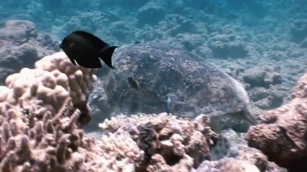 Grüne Meeresschildkröte schwimmt im Meer mit remora Fischen auf der Suche nach Nahrung. — Stockvideo