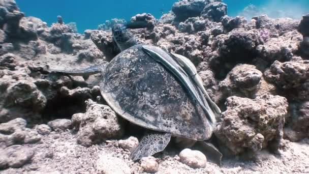 Tartaruga do Mar Verde nadando no mar com Remora Fish em busca de comida . — Vídeo de Stock