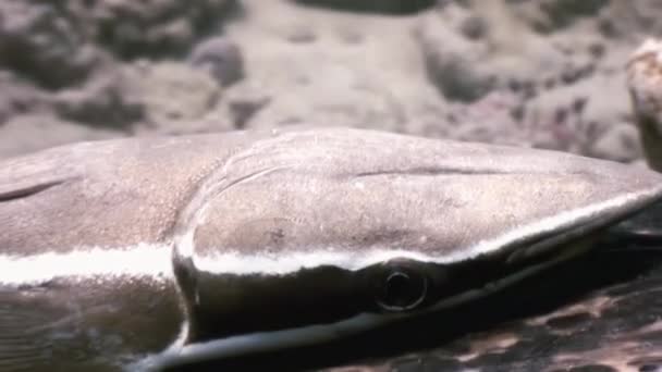 Grüne Meeresschildkröte schwimmt im Meer mit remora Fischen auf der Suche nach Nahrung. — Stockvideo