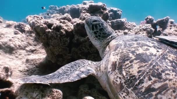Πράσινη θαλάσσια χελώνα κολύμπι στη θάλασσα με Remora ψάρια σε αναζήτηση τροφής. — Αρχείο Βίντεο