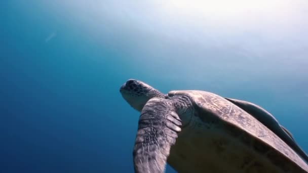 Πράσινη θαλάσσια χελώνα κολύμπι στη θάλασσα με Remora ψάρια σε αναζήτηση τροφής. — Αρχείο Βίντεο