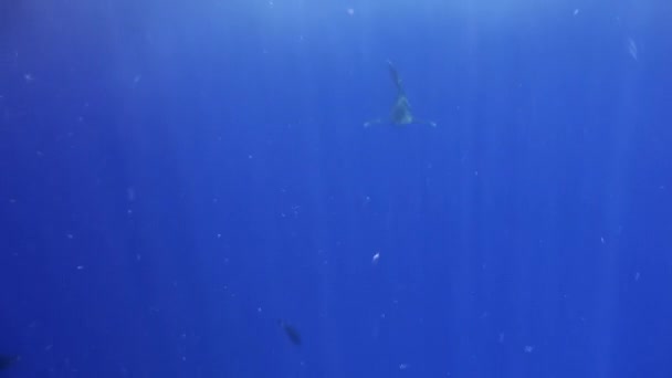 Witte tip grijze haai in de blauwe wateren van de rode zee op zoek naar voedsel. — Stockvideo