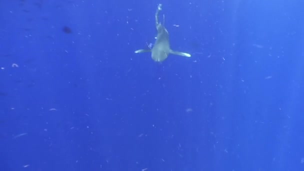 Tiburón gris punta blanca en las aguas azules del Mar Rojo en busca de alimento . — Vídeos de Stock