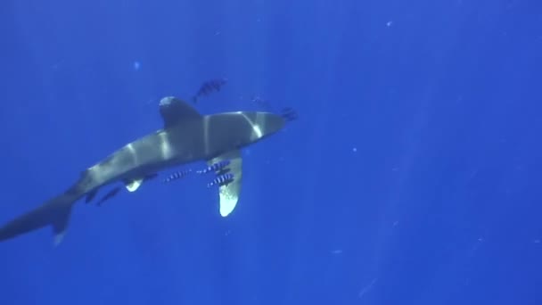 Squalo grigio punta bianca nelle acque blu del Mar Rosso in cerca di cibo . — Video Stock