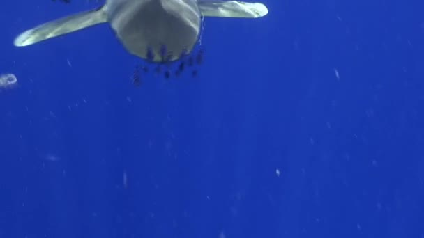 Tiburón gris punta blanca en las aguas azules del Mar Rojo en busca de alimento . — Vídeo de stock