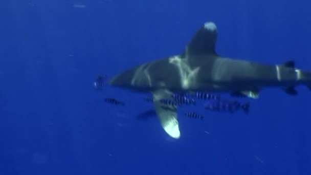 Λευκό καρχαρία άκρη και γκρι στα καταγάλανα νερά της Ερυθράς Θάλασσας, σε αναζήτηση τροφής. — Αρχείο Βίντεο