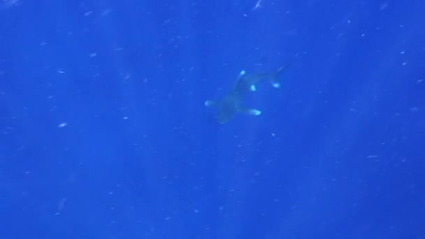 Tiburón gris punta blanca en las aguas azules del Mar Rojo en busca de alimento . — Vídeos de Stock