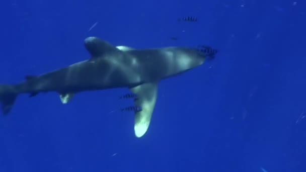 White tip gray shark in the blue waters of the Red Sea in search of food. — Stock Video