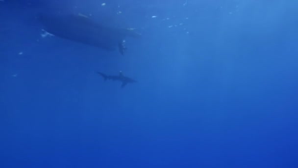 Tiburón gris punta blanca en las aguas azules del Mar Rojo en busca de alimento . — Vídeo de stock