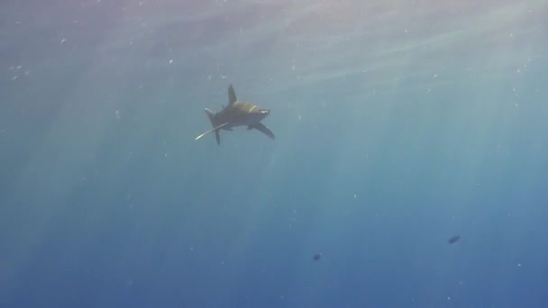 Tiburón gris punta blanca en las aguas azules del Mar Rojo en busca de alimento . — Vídeos de Stock