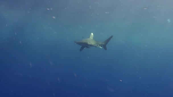 Білий наконечник Сірі акули в синіх водах Червоного моря в пошуках їжі. — стокове відео