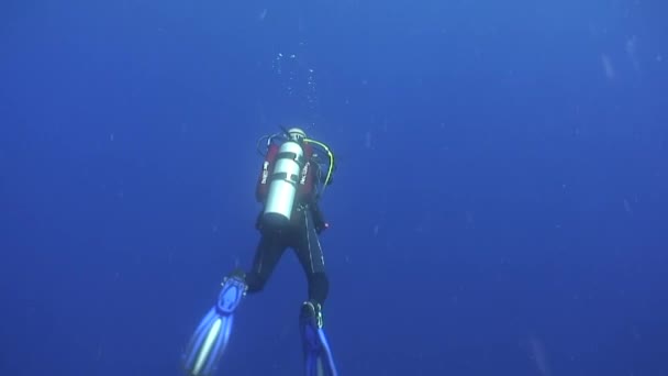 Tiburón gris punta blanca en las aguas azules del Mar Rojo en busca de alimento . — Vídeo de stock