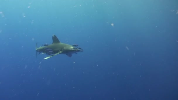 Fehér tipp szürke cápa élelmet keresve a Vörös-tenger kék vizében. — Stock videók