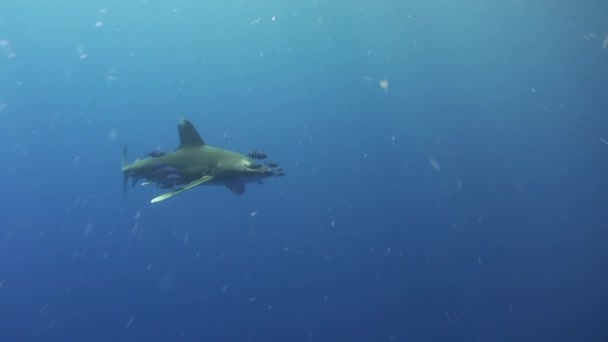 Tiburón gris punta blanca en las aguas azules del Mar Rojo en busca de alimento . — Vídeos de Stock