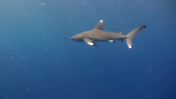 Pointe blanche requin gris dans les eaux bleues de la mer Rouge à la recherche de nourriture . — Video