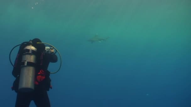 Witte tip grijze haai in de blauwe wateren van de rode zee op zoek naar voedsel. — Stockvideo