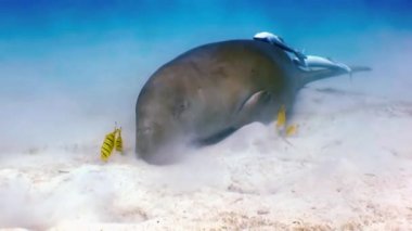 Deniz, mavi denizin kumlu dibinde ki denizyosunu yeşil çimenler denizi nin arasında ve yiyecek ararken bulanıklığı yükselterek yüzerler. Vücudu remora balıklarını sıvanmış. Yüzme balık ve dalgıçlar etrafında.