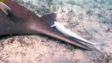 Deniz, mavi denizin kumlu dibinde ki denizyosunu yeşil çimenler denizi nin arasında ve yiyecek ararken bulanıklığı yükselterek yüzerler. Vücudu remora balıklarını sıvanmış. Yüzme balık ve dalgıçlar etrafında.