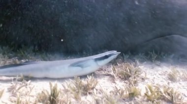 Deniz, mavi denizin kumlu dibinde ki denizyosunu yeşil çimenler denizi nin arasında ve yiyecek ararken bulanıklığı yükselterek yüzerler. Vücudu remora balıklarını sıvanmış. Yüzme balık ve dalgıçlar etrafında.