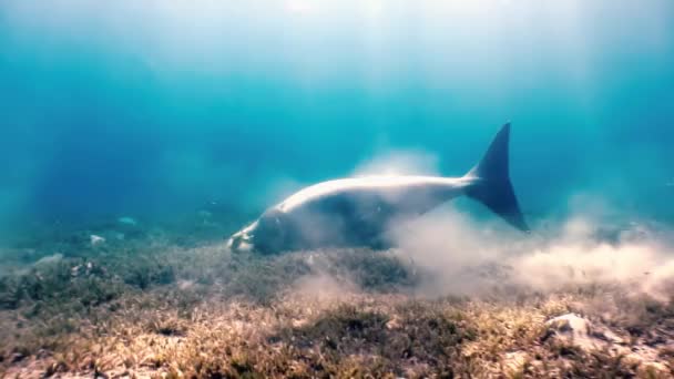 海牛、緑の草の海の中で青い海の砂底にマナティーと濁りを上げる食べ物の浮遊物を探しています。彼女の体はレモラの魚を石膏で塗った。水泳の魚とダイバーの周り. — ストック動画