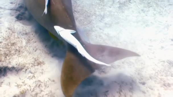 Mucche di mare, lamantini sul fondo sabbioso del mare azzurro tra il mare di erba verde e in cerca di cibo galleggia aumentando la torbidità. Il suo corpo intonacato pesci remora. Intorno al nuoto pesci e subacquei . — Video Stock