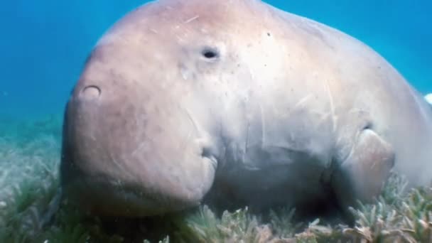 Sea cows, manatee on the sandy bottom of the blue sea among the sea of green grass and looking for food floats raising turbidity. Her body plastered remora fish. Around the swimming fish and divers. — Stock Video