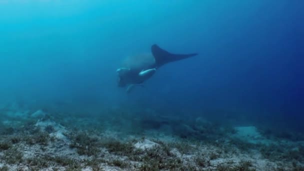 Las vacas marinas, el manatí en el fondo arenoso del mar azul entre el mar de hierba verde y en busca de alimentos flotan aumentando la turbidez. Su cuerpo enyesó peces remora. Alrededor de los peces nadadores y buceadores . — Vídeo de stock