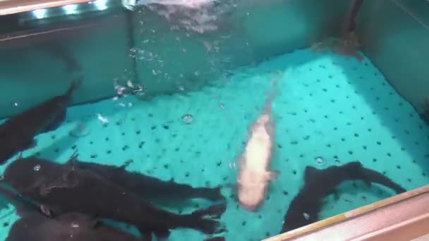 Pescado vivo fresco en un acuario en tiendas y supermercados. Comida fresca, carne, pan, pescado, ensalada en los estantes de tiendas y supermercados . — Vídeo de stock