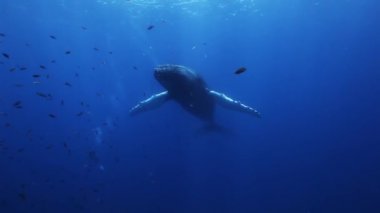 Kambur balinalar mavi deniz suyunda anne ve buzağı. İnanılmaz sualtı çekim.