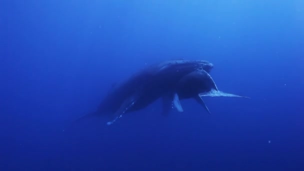 Las ballenas jorobadas madre y ternera en agua de mar azul. Increíble rodaje bajo el agua . — Vídeo de stock