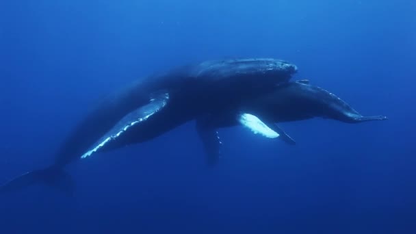 Las ballenas jorobadas madre y ternera en agua de mar azul. Increíble rodaje bajo el agua . — Vídeo de stock