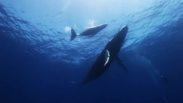 Rorquals à bosse mère et veau dans l'eau de mer bleue. Incroyable tir sous-marin . — Video