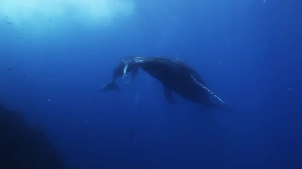 ザトウクジラは青い海水の中で母と子牛。驚くべき水中撮影. — ストック動画