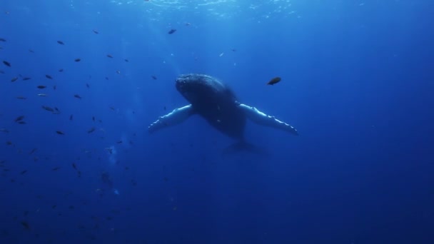 Rorquals à bosse mère et veau dans l'eau de mer bleue. Incroyable tir sous-marin . — Video