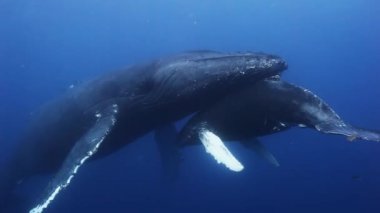 Kambur balinalar mavi deniz suyunda anne ve buzağı. İnanılmaz sualtı çekim.