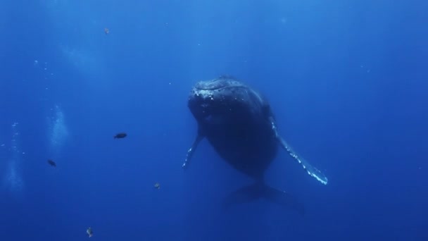 Buckelwale Mutter und Kalb in blauem Meerwasser. Erstaunliche Unterwasseraufnahmen. — Stockvideo