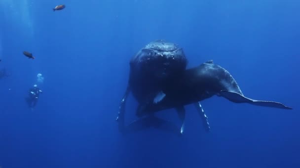 Las ballenas jorobadas madre y ternera en agua de mar azul. Increíble rodaje bajo el agua . — Vídeo de stock