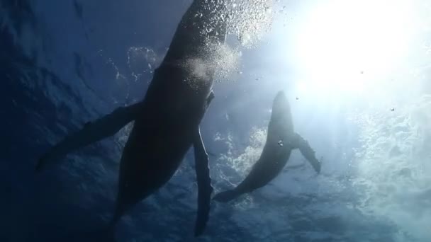 驼背鲸母鲸和小牛在蓝色的海水中。惊人的水下拍摄. — 图库视频影像
