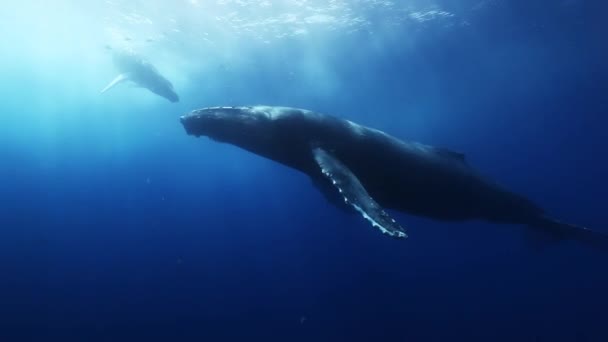 Горбатые киты мать и теленок в голубой морской воде. Удивительная подводная стрельба . — стоковое видео