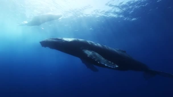 Горбаті кити мати і теля у блакитній морській воді. Дивовижна підводна стрільба . — стокове відео