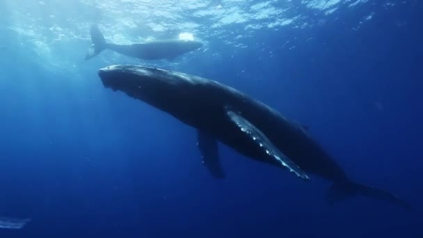 푸른 바닷물에 있는 혹등고래의 어머니와 송아지. 놀라운 수중 촬영. — 비디오