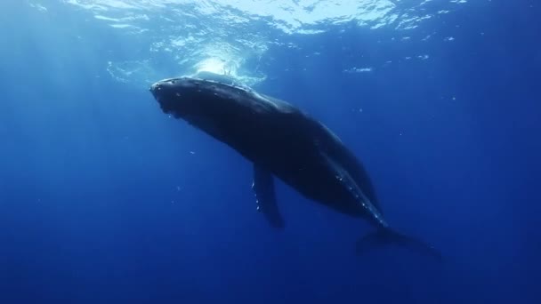 푸른 바닷물에 있는 혹등고래의 어머니와 송아지. 놀라운 수중 촬영. — 비디오