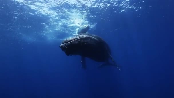 Las ballenas jorobadas madre y ternera en agua de mar azul. Increíble rodaje bajo el agua . — Vídeos de Stock