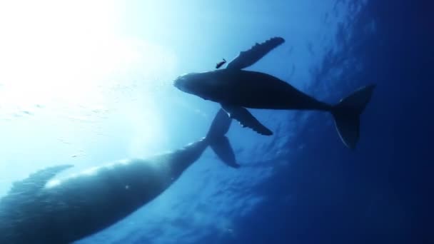 Bultruggen moeder en kalf in blauwe zee water. Geweldige onderwater schieten. — Stockvideo