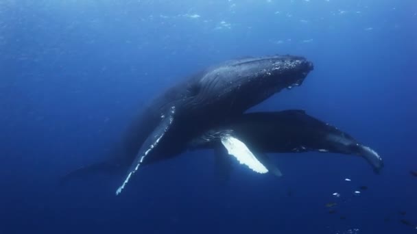 Горбаті кити мати і теля у блакитній морській воді. Дивовижна підводна стрільба . — стокове відео