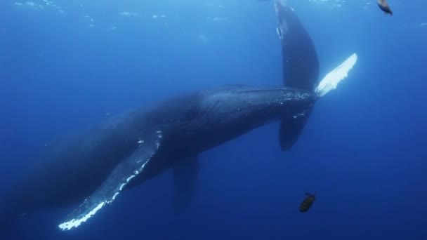 Las ballenas jorobadas madre y ternera en agua de mar azul. Increíble rodaje bajo el agua . — Vídeo de stock