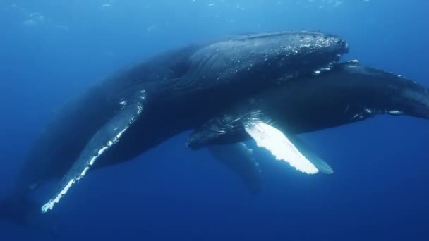 Горбаті кити мати і теля у блакитній морській воді. Дивовижна підводна стрільба . — стокове відео